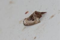 Elaphria venustula