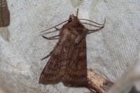 Xestia sexstrigata