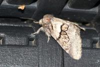 Gluphisia crenata