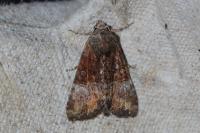 Mesoligia furuncula