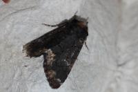 Catephia alchymista
