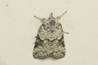 Nycteola degenerana
