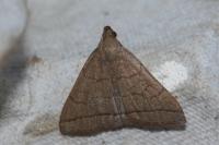 Herminia tarsipennalis