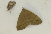 Herminia tarsicrinalis