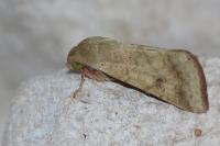 Helicoverpa armigera