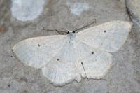 Scopula immutata