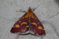 Pyrausta purpuralis