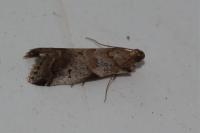 Acrobasis