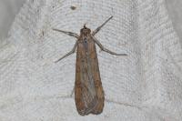 Nomophila noctuella