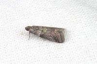 Acrobasis consociella