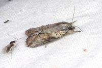 Bryophila raptricula