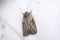Bryophila raptricula