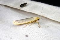 Eilema caniola