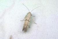 Homoeosoma inustellum