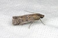Huertasiella italogallicella