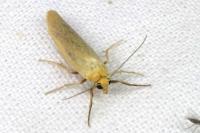 Indalia pygmaeola pallifrons