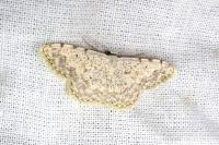 Scopula submutata roseonitens