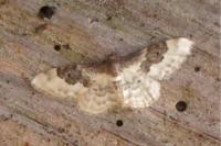 Idaea rusticata