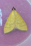 Mecyna flavalis