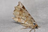 Macaria alternata