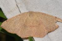 Cyclophora puppillaria