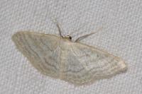 Idaea subsericeata