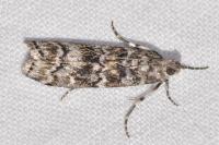 Dioryctria