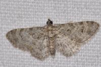 Gymnoscelis rufifasciata