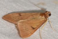 Uresiphita gilvata