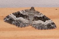Epirrhoe alternata