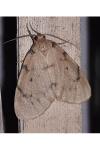 Paidia rica