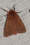 Phragmatobia fuliginosa