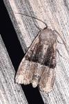 Mesoligia furuncula