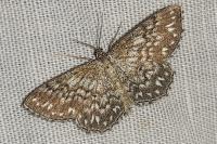 Scopula tessellaria