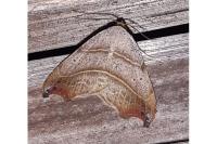 Laspeyria flexula