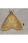 Ostrinia nubilalis