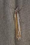 Crambus pascuella