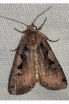Xestia c-nigrum