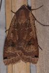 Noctua pronuba