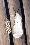Emmelia trabealis