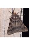 Stemmatophora brunnealis