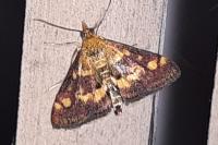 Pyrausta aurata