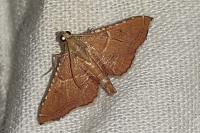 Endotricha flammealis