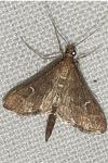 Dolicharthria punctalis