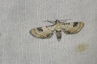 Eupithecia centaureata