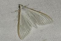 Palpita vitrealis