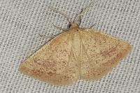 Aplasta ononaria