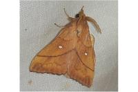 Odonestis pruni
