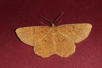 Angerona prunaria