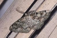 Cleorodes lichenaria